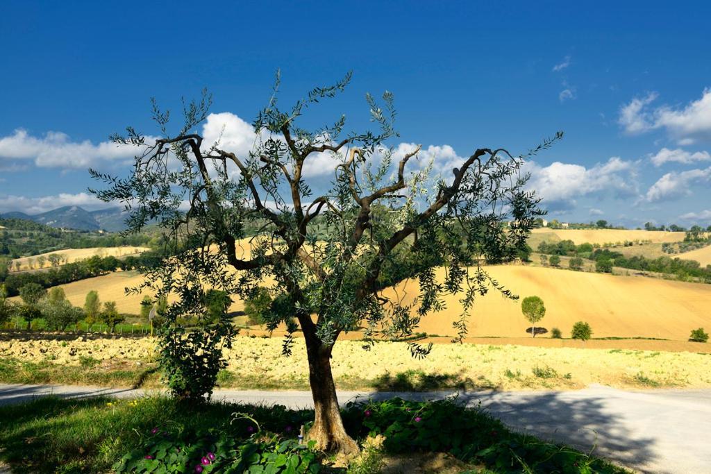 Agriturismo L'Ulivo In Fiore Spoleto Buitenkant foto